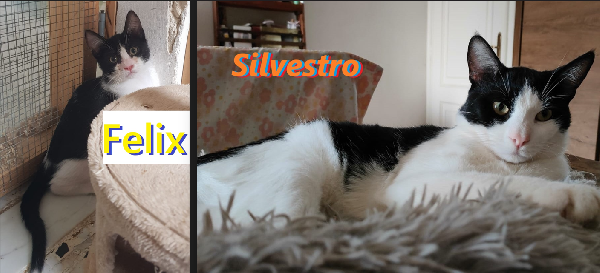 Felix & Silvestro, Pupi Meravigliosi